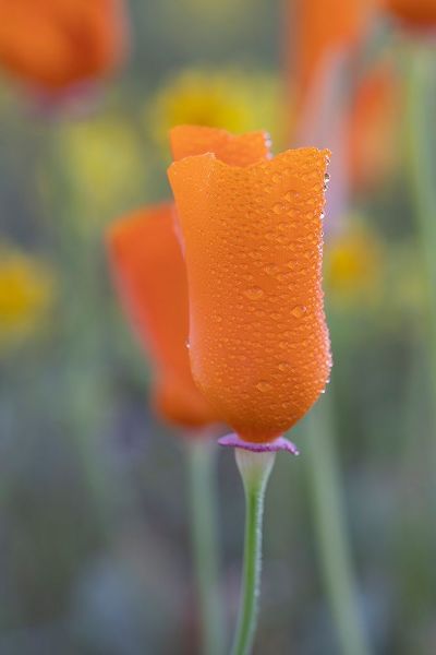 California Close-up of California poppy